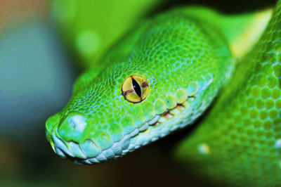 Питон зеленый (Morelia viridis)
